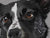 Custom Pointer Dog- Video