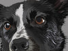 Custom Pointer Dog- Video