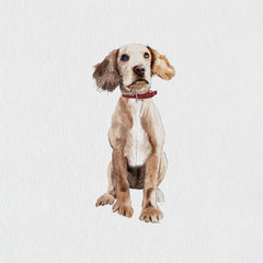 Dog wearing a red collar on a textured.